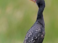 Rietduiker (2)  Reed Cormorant -Jan  Prinsloo 2013 : frieda